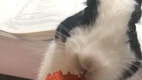 吃瓜娱乐喵喵酱,揭秘娱乐圈那些事儿